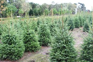 Picea omorika 150-175 cm met kluit - afbeelding 4