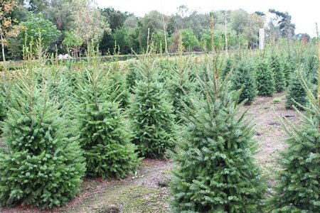 Picea omorika 150-175 cm met kluit - afbeelding 3