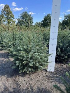 Picea omorika 60-80 cm met kluit - afbeelding 7