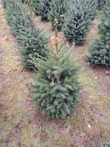 Picea omorika 60-80 cm met kluit - afbeelding 6