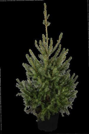 Picea omorika 60-80 cm met kluit - afbeelding 2