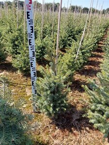 Picea omorika 60-80 cm met kluit - afbeelding 4