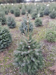Picea omorika 80-100 cm met kluit - afbeelding 7