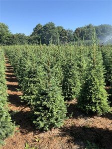 Picea omorika 80-100 cm met kluit - afbeelding 6