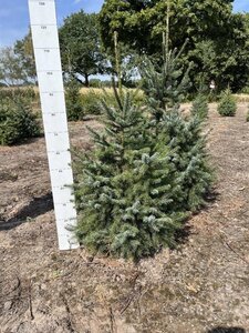 Picea omorika 80-100 cm met kluit - afbeelding 4