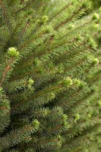Picea omorika 80-100 cm met kluit - afbeelding 3