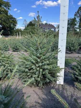 Picea omorika 80-100 cm met kluit - afbeelding 5