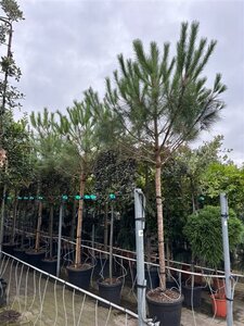 Pinus pinea 20-25 Hoogstam container - afbeelding 2