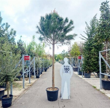 Pinus pinea 20-25 Hoogstam container - afbeelding 3