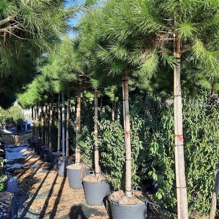 Pinus pinea 20-25 Hoogstam container - afbeelding 4