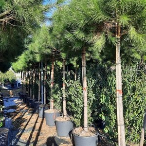 Pinus pinea 20-25 Hoogstam container - afbeelding 4