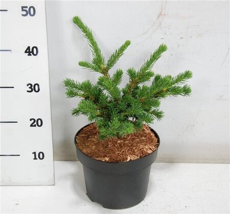 Picea pungens 'Lucky Strike' 30-40 cm cont. 5,0L - afbeelding 1