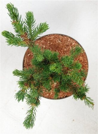 Picea pungens 'Lucky Strike' 30-40 cm cont. 5,0L - afbeelding 2