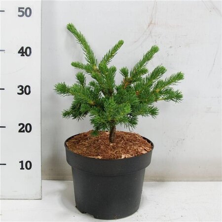 Picea pungens 'Lucky Strike' 30-40 cm cont. 5,0L - afbeelding 3
