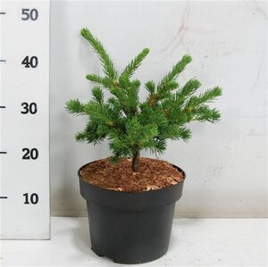 Picea pungens 'Lucky Strike' 30-40 cm cont. 5,0L - afbeelding 3
