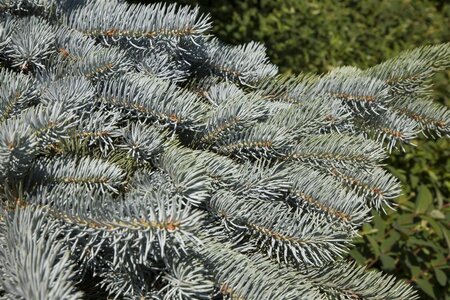Picea pungens 200-250 cm draadkluit - afbeelding 2