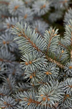 Picea pungens 350-400 cm draadkluit - afbeelding 1