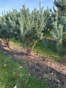 Pinus sylv. 'Watereri' 150-175 cm draadkluit meerstammig