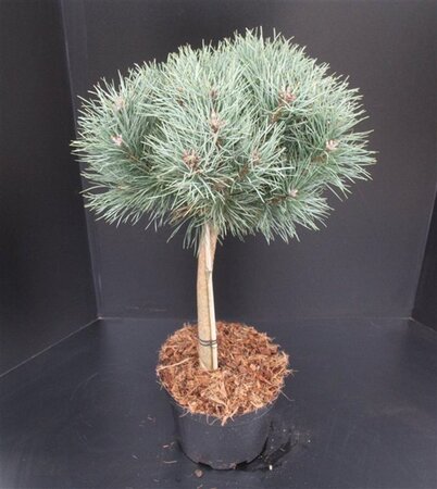 Pinus sylv. 'Watereri' 40 cm stam cont. 10L - afbeelding 2