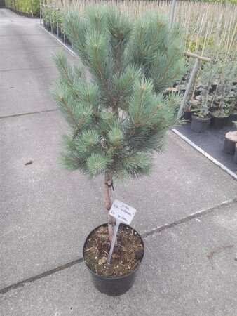 Pinus sylv. 'Watereri' 40 cm stam cont. 10L - afbeelding 1