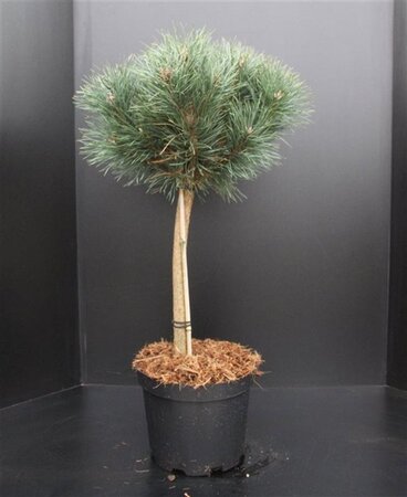 Pinus sylv. 'Watereri' 40 cm stam cont. 10L - afbeelding 3