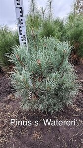 Pinus sylv. 'Watereri' 50-60 cm met kluit - afbeelding 1