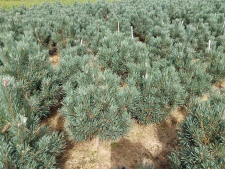 Pinus sylv. 'Watereri' 50-60 cm met kluit - afbeelding 3