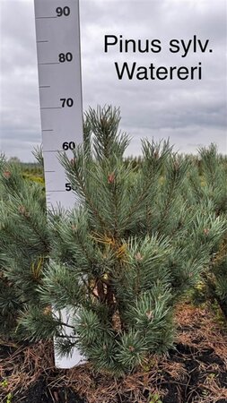 Pinus sylv. 'Watereri' 50-60 cm met kluit - afbeelding 2
