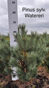 Pinus sylv. 'Watereri' 50-60 cm met kluit - afbeelding 2