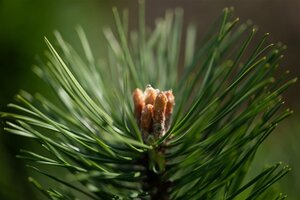Pinus sylvestris 12-14 Hoogstam draadkluit 2 X verplant