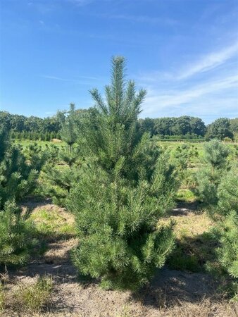 Pinus sylvestris 175-200 cm draadkluit - afbeelding 4