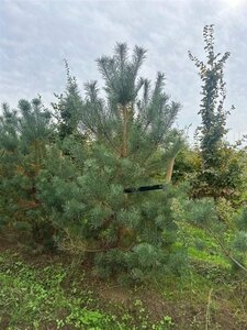 Pinus sylvestris 175-200 cm draadkluit - afbeelding 9