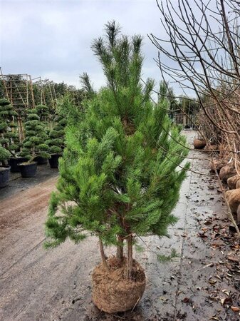 Pinus sylvestris 175-200 cm draadkluit - afbeelding 2