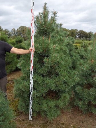 Pinus sylvestris 175-200 cm draadkluit - afbeelding 3