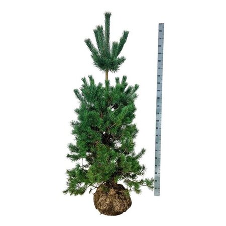 Pinus sylvestris 175-200 cm draadkluit - afbeelding 2