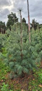 Pinus sylvestris 175-200 cm draadkluit - afbeelding 6