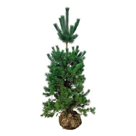 Pinus sylvestris 175-200 cm draadkluit - afbeelding 12