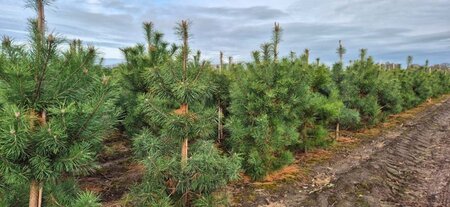 Pinus sylvestris 175-200 cm draadkluit - afbeelding 7