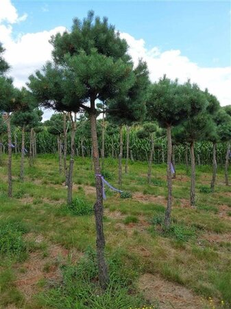 Pinus sylvestris 20-25 Hoogstam draadkluit 3 X verplant - afbeelding 6