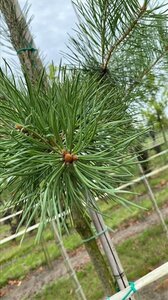 Pinus sylvestris 20-25 Hoogstam draadkluit 3 X verplant - afbeelding 4