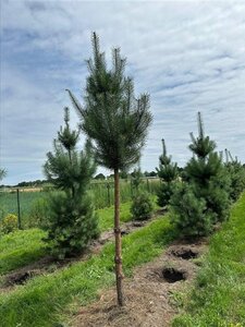 Pinus sylvestris 20-25 Hoogstam draadkluit 3 X verplant - afbeelding 5