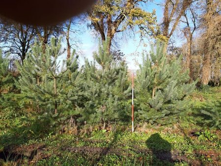 Pinus sylvestris 250-300 cm draadkluit - afbeelding 14