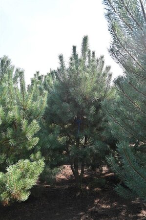 Pinus sylvestris 250-300 cm draadkluit - afbeelding 29