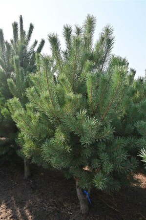 Pinus sylvestris 250-300 cm draadkluit - afbeelding 30