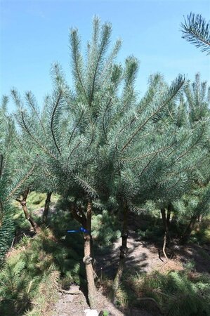 Pinus sylvestris 250-300 cm draadkluit - afbeelding 17