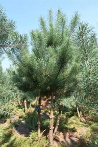 Pinus sylvestris 250-300 cm draadkluit - afbeelding 16