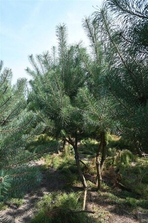Pinus sylvestris 250-300 cm draadkluit - afbeelding 15