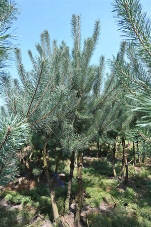 Pinus sylvestris 250-300 cm draadkluit - afbeelding 22