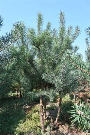 Pinus sylvestris 250-300 cm draadkluit - afbeelding 2