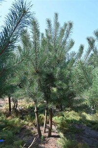 Pinus sylvestris 250-300 cm draadkluit - afbeelding 23